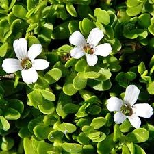 Bacopa Monnieri plant extract in NeuroRemind memory support formula